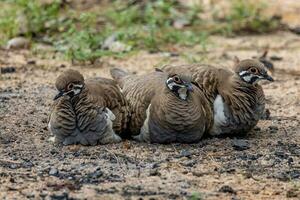 Squatter Taube im Australien foto