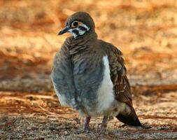 Squatter Taube im Australien foto