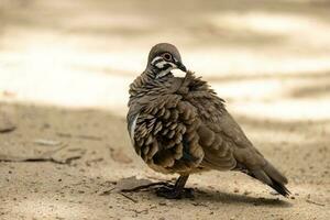 Squatter Taube im Australien foto