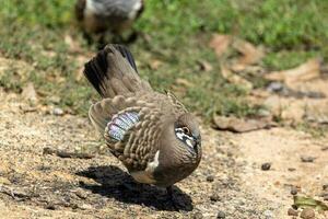 Squatter Taube im Australien foto