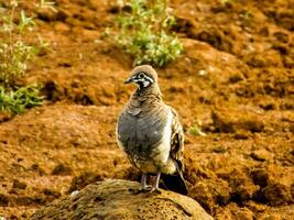 Squatter Taube im Australien foto