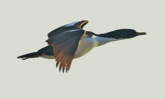 stewart Insel Shag im Neu Neuseeland foto