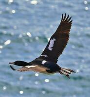 stewart Insel Shag im Neu Neuseeland foto