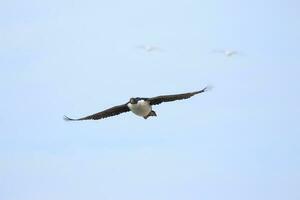 stewart Insel Shag im Neu Neuseeland foto