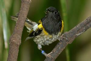 Hihi Stichvogel von Neu Neuseeland foto