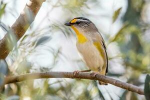 gestreift Pardalote im Australien foto