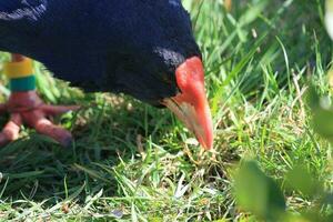 takahe Schiene von Neu Neuseeland foto