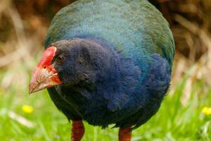 takahe Schiene von Neu Neuseeland foto