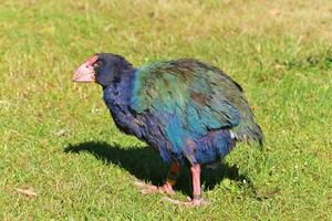 takahe Schiene von Neu Neuseeland foto