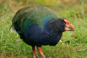 takahe Schiene von Neu Neuseeland foto