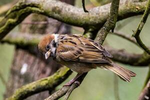 europäisch Baum Spatz foto