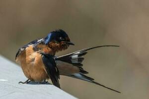 Scheune schlucken Vogel foto