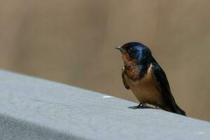 Scheune schlucken Vogel foto