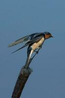 Scheune schlucken Vogel foto