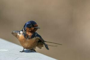 Scheune schlucken Vogel foto