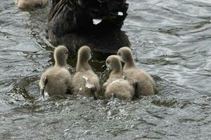 schwarz Schwan im Australien foto