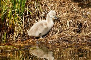 schwarz Schwan im Australien foto