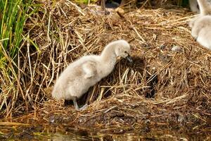 schwarz Schwan im Australien foto