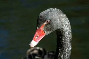 schwarz Schwan im Australien foto