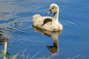 schwarz Schwan im Australien foto