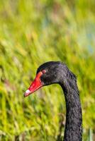 schwarz Schwan im Australien foto