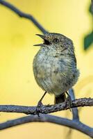 muskulös Dornenvogel im Australien foto