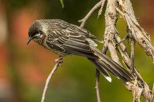 rot Flechtvogel im Australien foto