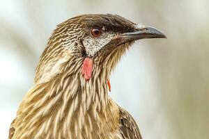 rot Flechtvogel im Australien foto