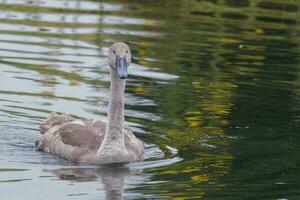 stumm Schwan im England foto