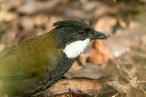 östlichen Peitschenvogel im Australien foto