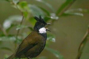 östlichen Peitschenvogel im Australien foto