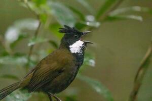 östlichen Peitschenvogel im Australien foto