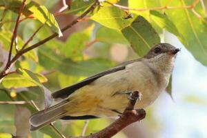 golden Pfeifer im Australien foto