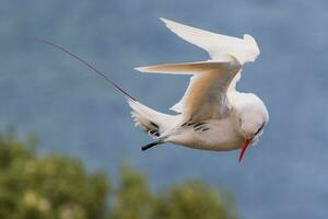 rotschwanzig Tropenvogel im Australien foto