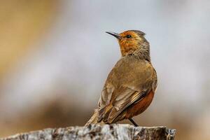 rufous Baumpfleger im Australien foto