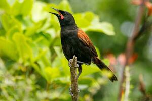 Tieke Norden Insel Sattel foto