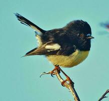 Süd Insel Tomtit foto