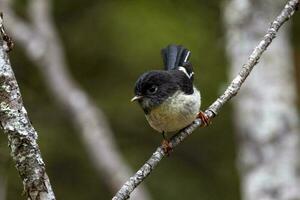 Süd Insel Tomtit foto