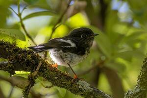 Süd Insel Tomtit foto