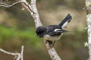 Süd Insel Tomtit foto