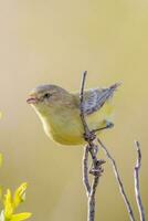 Weebill kleinste australisch Vogel foto