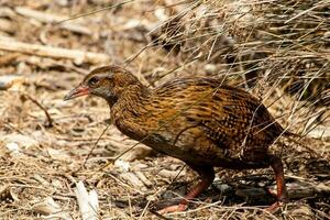 weka endemisch Schiene von Neu Neuseeland foto