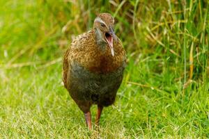 weka endemisch Schiene von Neu Neuseeland foto