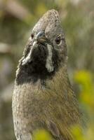 Western Peitschenvogel im Australien foto