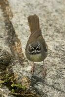 weißbraun Gestrüpp im Australien foto