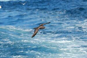 weißkinnig Sturmvogel im Australien foto