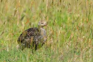 wild Truthahn Vogel foto