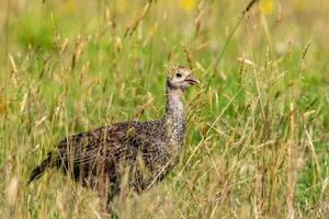 wild Truthahn Vogel foto