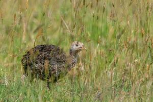 wild Truthahn Vogel foto