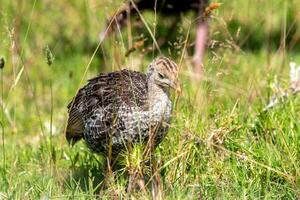 wild Truthahn Vogel foto